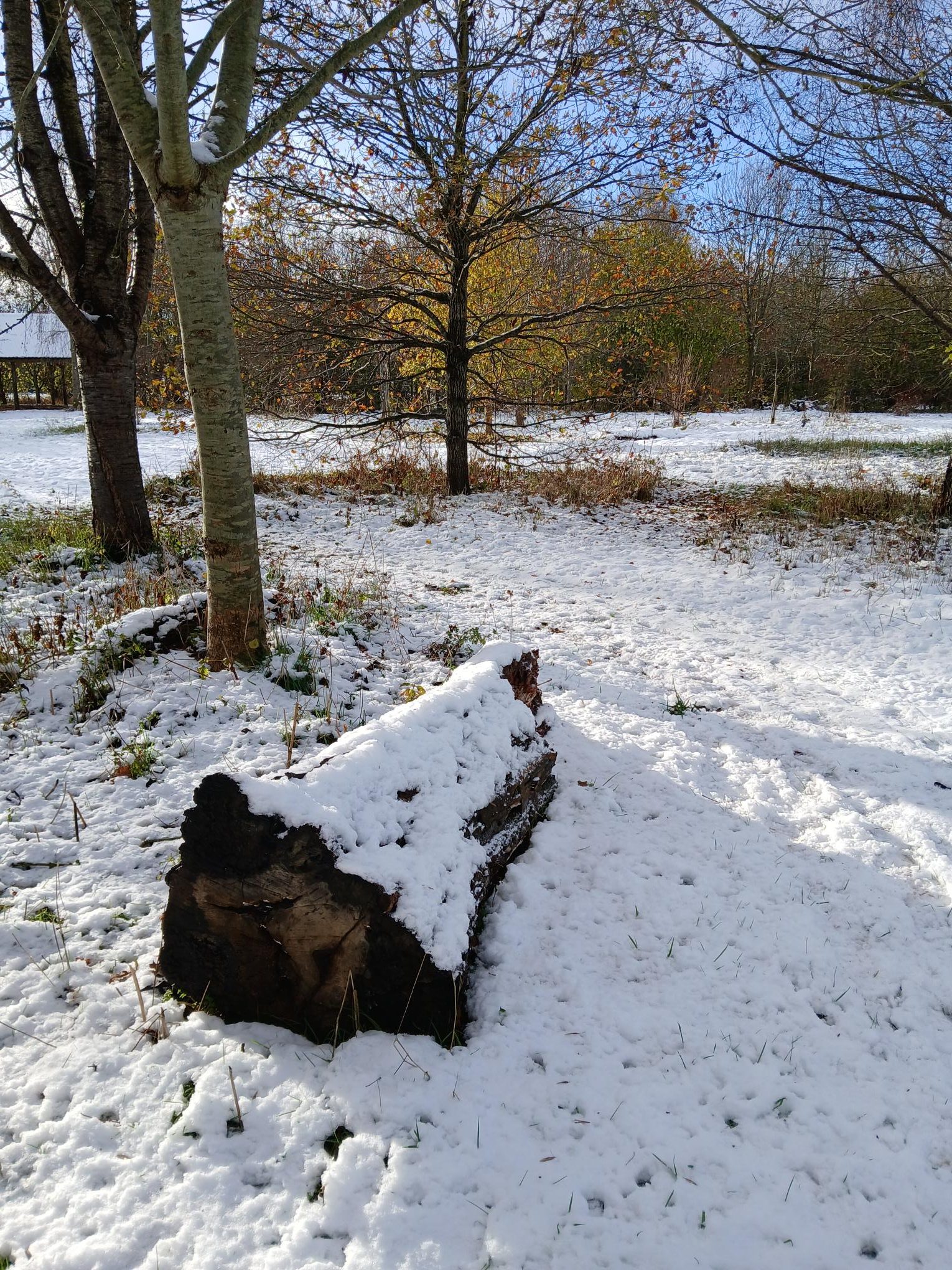 Snow at Humber Woodland